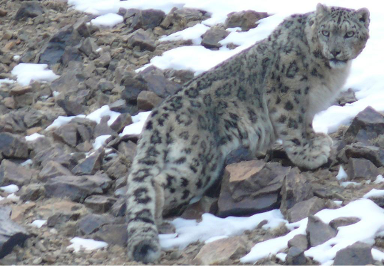 The snow leopard is one of the animals most likely to be affected by climate change over the high Himalayans period