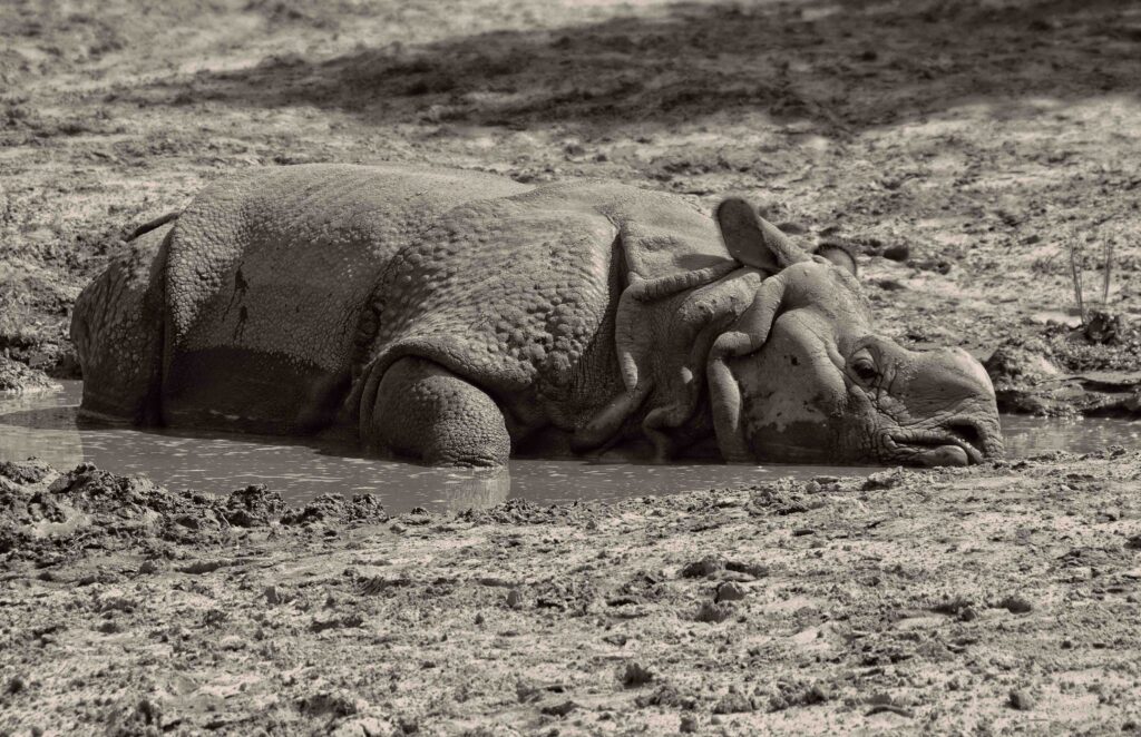 RedGorillas - Bangalore