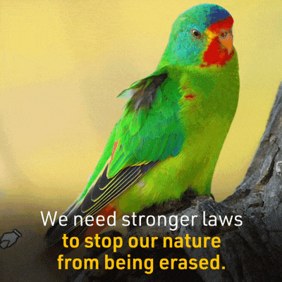 RedGorillas - Bangalore